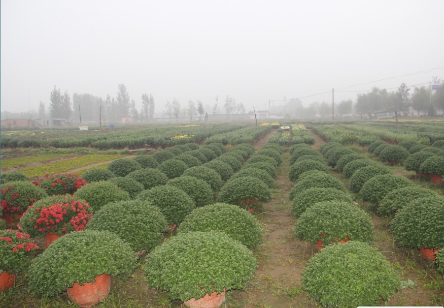 濰坊地區(qū)專業(yè)造型菊花