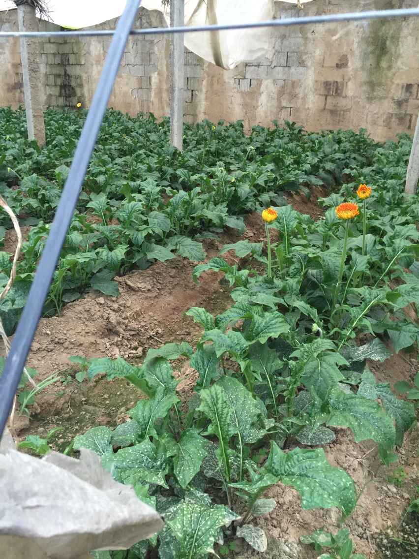 山东扶郎花专业种植基地春季促销低价花苗——临沂夏家扶郎花种植