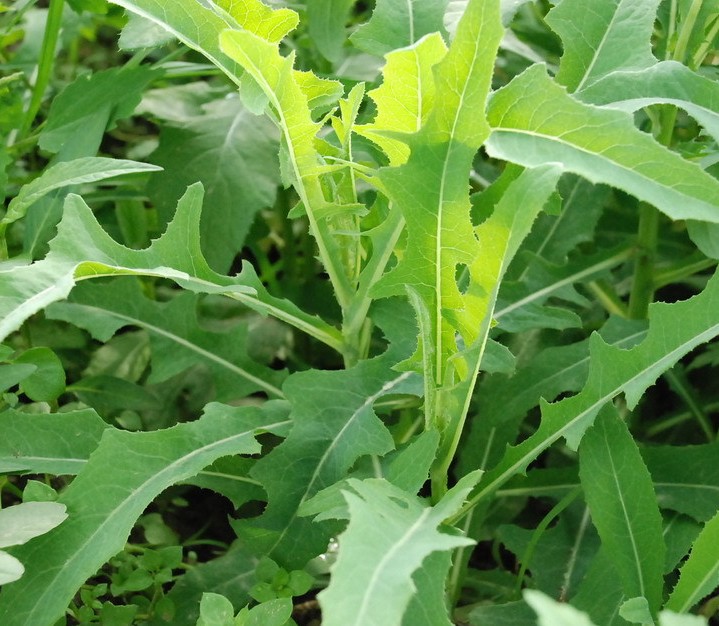 想要特色的野生干苦菜，就找實(shí)懇信商貿(mào)公司：重慶干苦菜