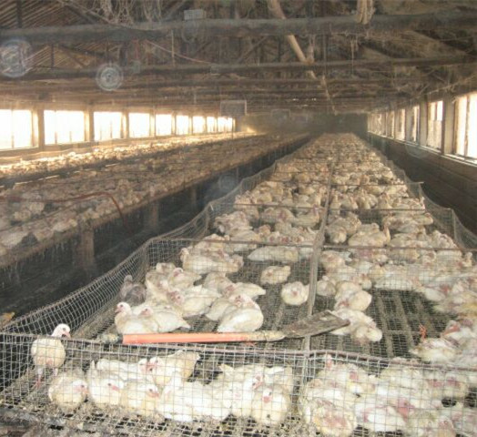 安徽肉鴿批發/山東羽成鴿業