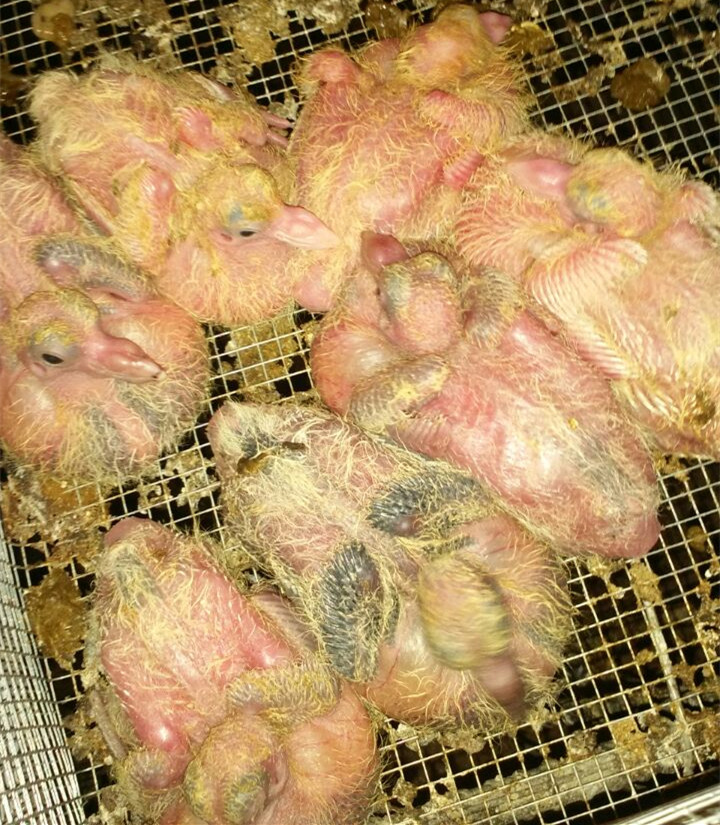 安徽肉鴿批發/山東羽成鴿業