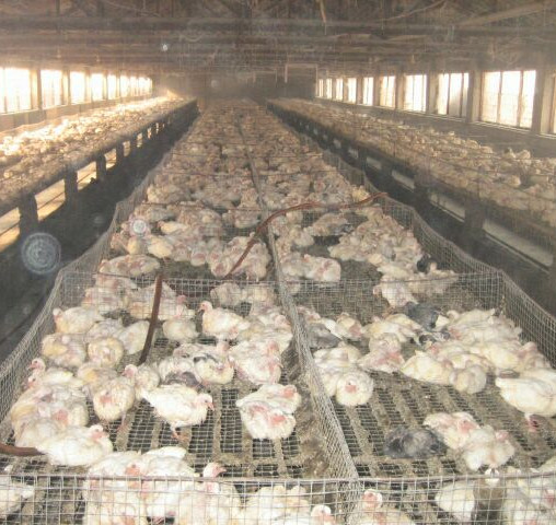 肉鴿價格/山東羽成鴿業