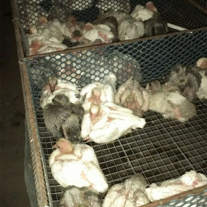 肉鴿價格/山東羽成鴿業