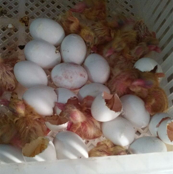 乳鴿供應/山東羽成鴿業