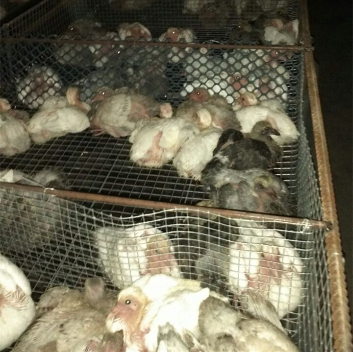 江蘇乳鴿養殖/山東羽成鴿業
