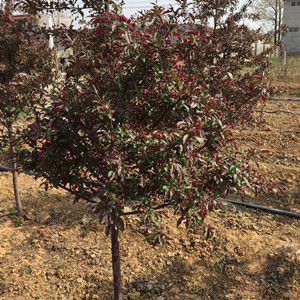 臨汾紅點紅楓基地春季促銷開始啦！——羅莊元申家庭農場低價走貨