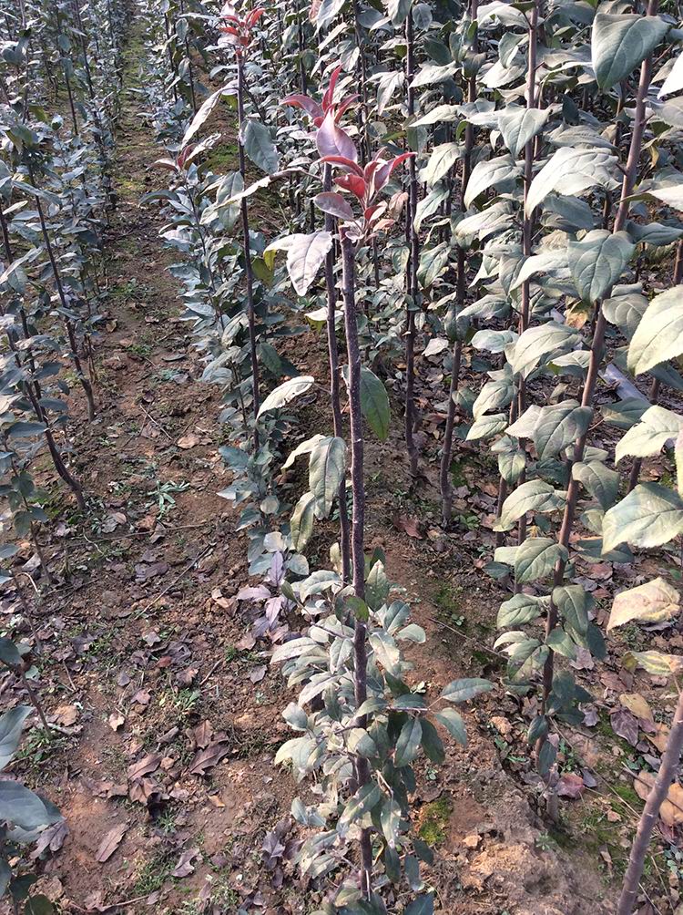 三門峽秋火焰紅楓樹苗大量批發【美國純種】秋火焰！