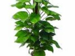 武漢園林設計施工草坪種植養護養護