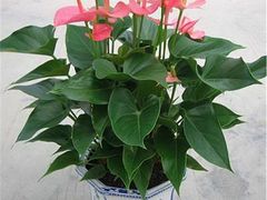 武漢{yl}的屋頂綠化 屋頂綠化植物哪家好