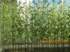 武漢綠植租賃,武漢綠植出租,武漢綠植租售,武漢綠植租擺