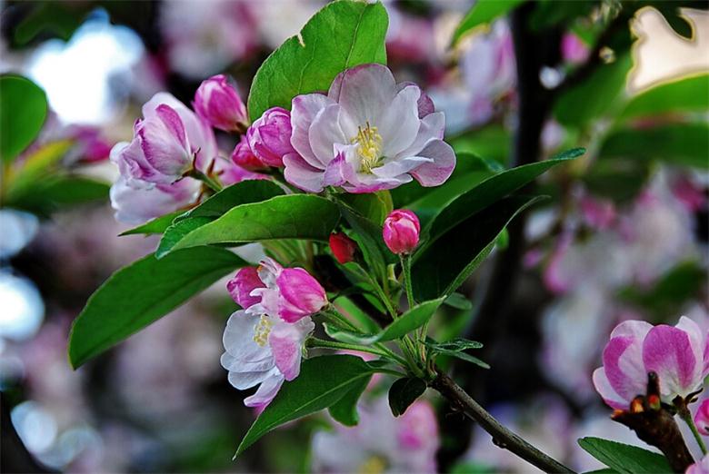 鹽城西府海棠全國批發(fā)，優(yōu)質(zhì)好苗，直銷全國，價格超低超省錢！