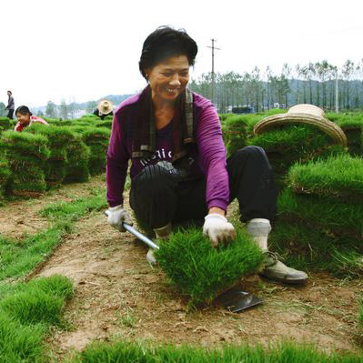 工廠草皮供應(yīng)|郴州龍山苗木