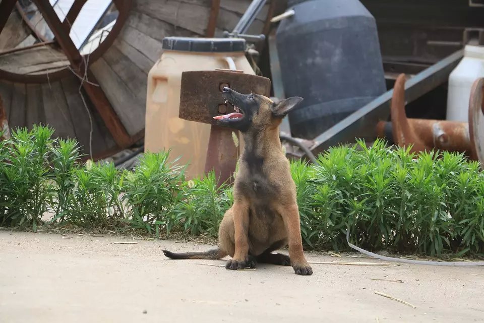 臨沂優(yōu)質(zhì)的比利時馬犬報價_東營比利時馬犬