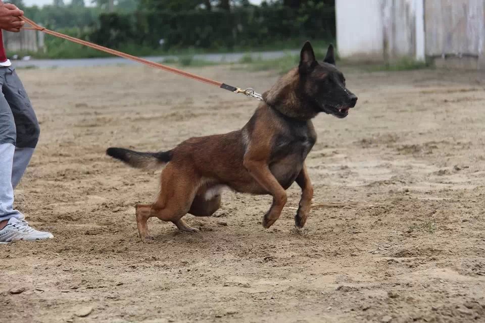 臨沂信譽好的比利時馬犬供應商推薦——馬犬價格