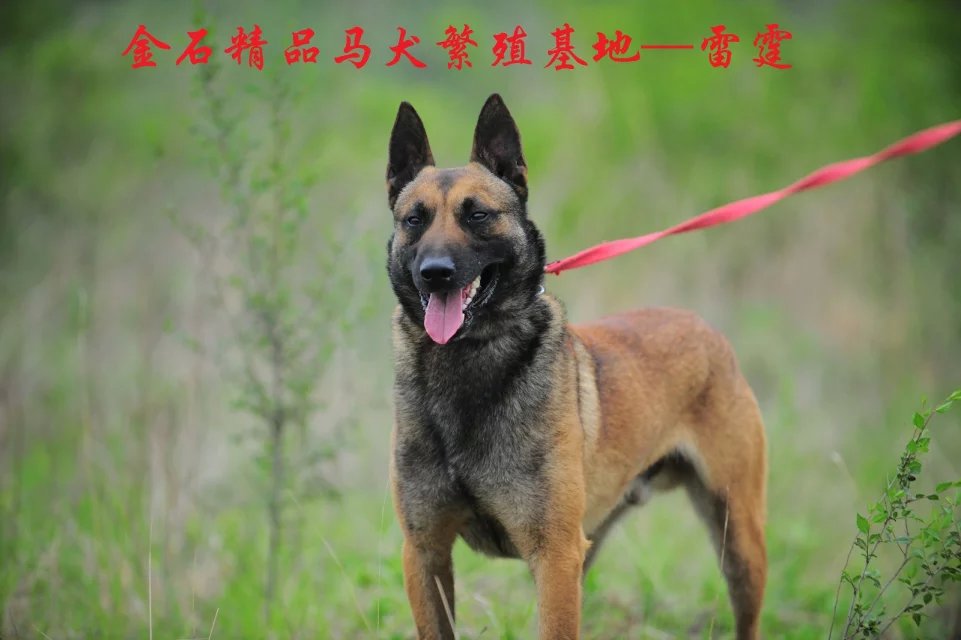 要買質(zhì)量好的馬犬，金石馬犬基地是besz——馬犬代理商