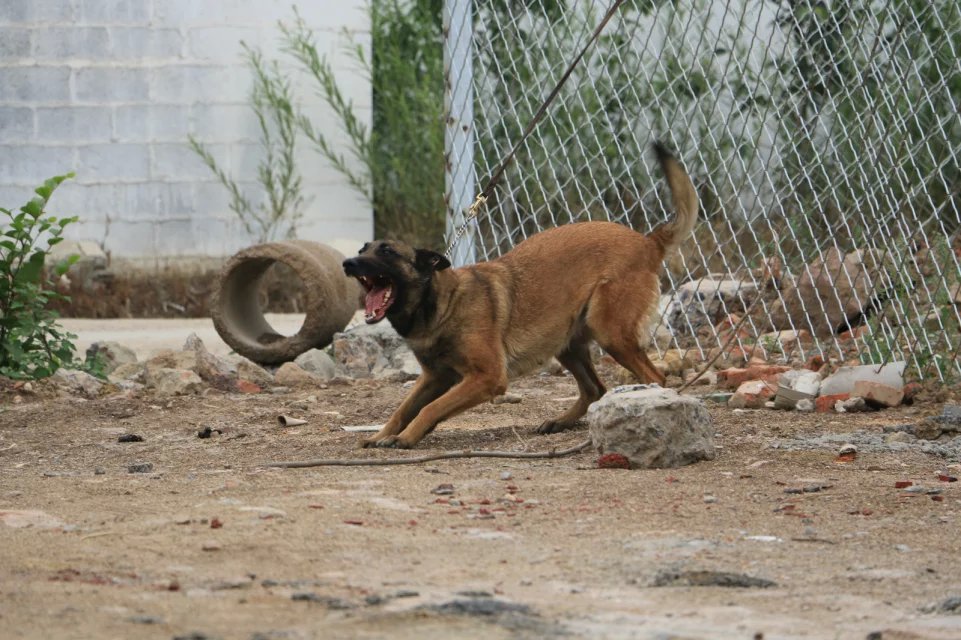 具有價值的馬犬：【推薦】臨沂聲譽好的馬犬養殖場