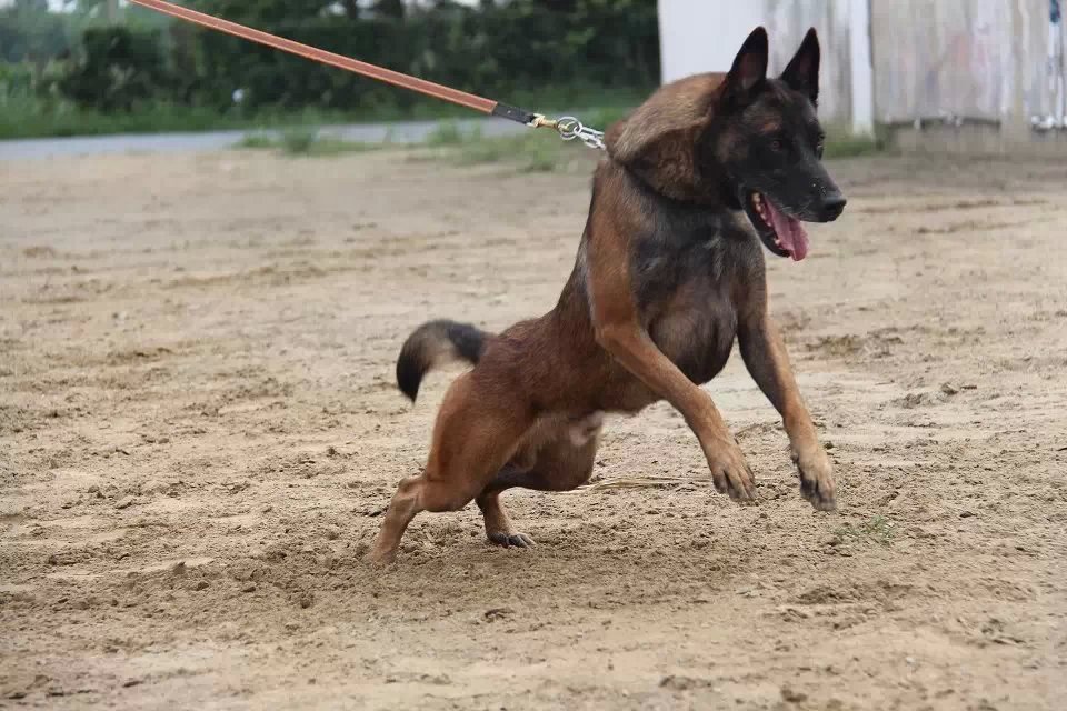 想买优质马犬，就到金石马犬基地   _济宁马犬养殖场