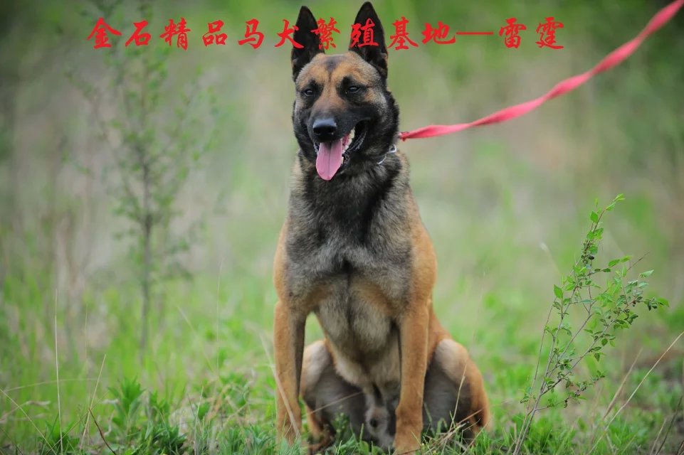 【馬犬專業(yè)訓(xùn)練】金石馬犬訓(xùn)練繁殖基地歡迎你！