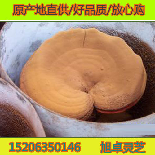 優質靈芝孢子粉 瓶裝加真空包裝 椴木破壁孢子粉 