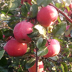 紅富士蘋果/洛嘉果園