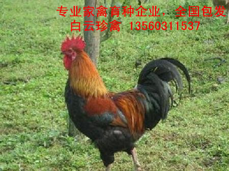 麻雞苗養(yǎng)殖技術(shù)，麻雞苗批發(fā)商現(xiàn)場培訓(xùn)