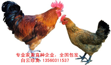 廠家青腳麻雞苗價(jià)格，國(guó)內(nèi)專業(yè)育種公司青腳麻雞苗批發(fā)