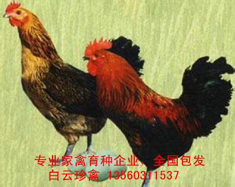 蛋雞苗廠家批發(fā)，全國包發(fā)蛋雞苗價(jià)格實(shí)惠