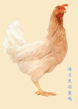 海蘭灰雞苗養殖技術，海蘭灰雞苗批發商現場培訓