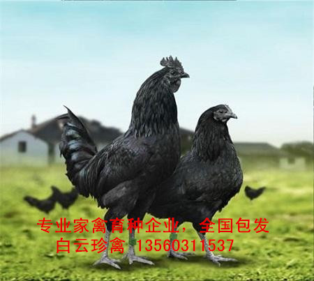 黑毛烏骨雞苗養(yǎng)殖技術，黑毛烏骨雞苗批發(fā)商現(xiàn)場培訓