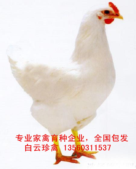 卷毛雞苗養(yǎng)殖技術(shù)，卷毛雞苗批發(fā)商現(xiàn)場培訓(xùn)