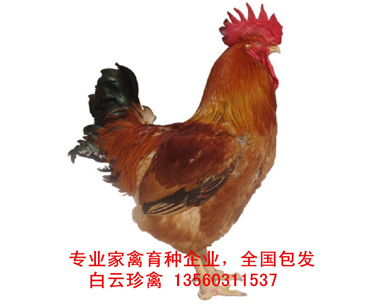 2017年良鳳花苗報(bào)價(jià)，廠家出廠價(jià)格含運(yùn)費(fèi)