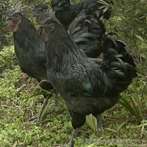 2017年黑鳳烏雞苗報價，廠家出廠價格含運費原始圖片2