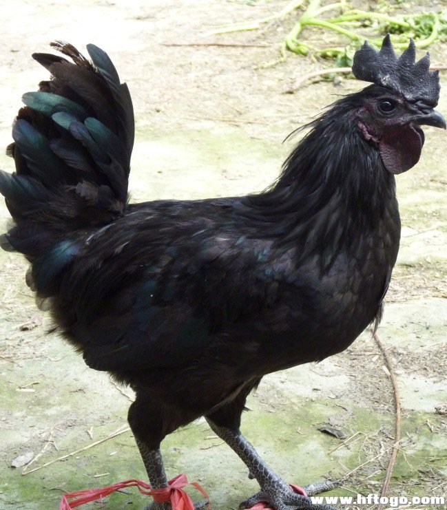 2017年黑鳳烏雞苗報價，廠家出廠價格含運費原始圖片3