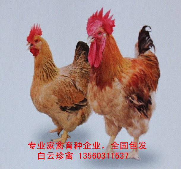 中速麻雞苗價(jià)格行情，種雞場(chǎng)誠招中速麻雞苗批發(fā)經(jīng)銷商