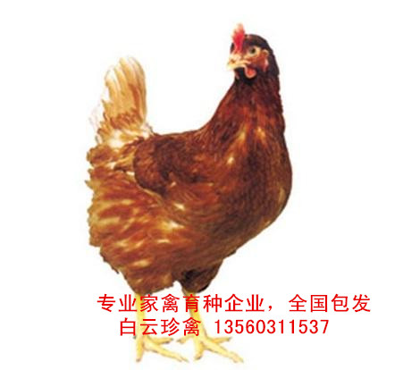 廠家紅殼蛋雞苗價(jià)格，國內(nèi)專業(yè)育種公司紅殼蛋雞苗批發(fā)