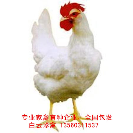 白殼蛋雞苗價(jià)格行情，種雞場(chǎng)誠(chéng)招白殼蛋雞苗批發(fā)經(jīng)銷商