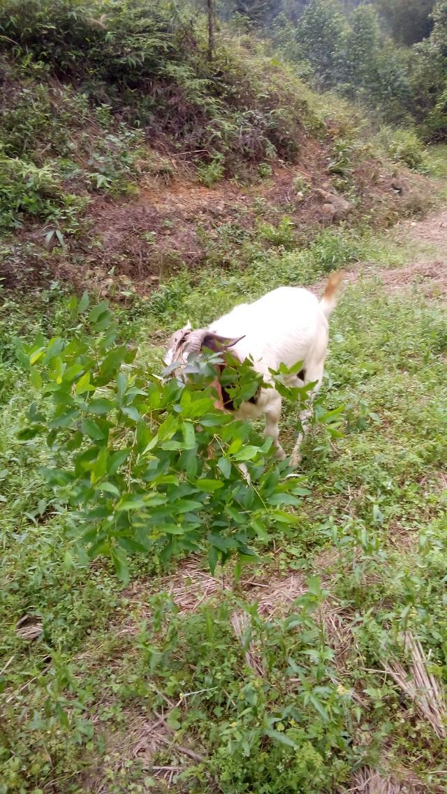 本地山羊