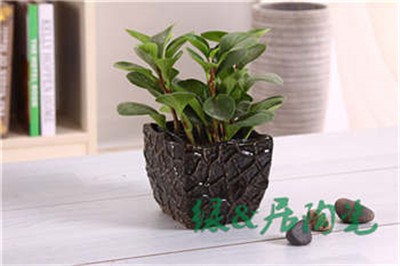 流花釉花盆批發價/上海高品質流花釉花盆批發商報價/綠居供