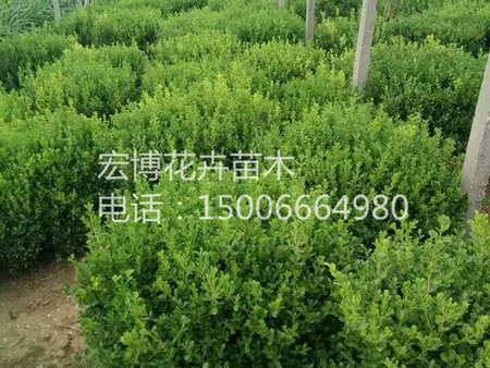 【黄杨种植基地】+【龙柏种植基地】+【冬青种植基地】=宏博！