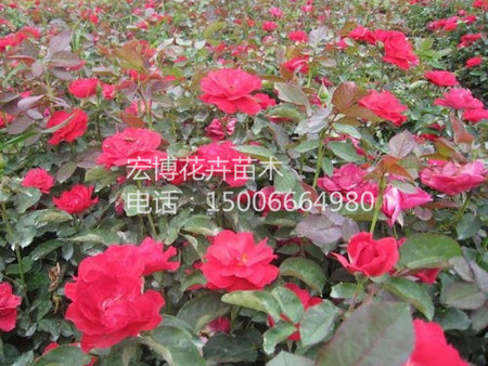 【10086個贊】大花月季||紅帽月季【價格】【批發(fā)】【種植基地】