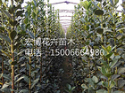 北海道黃楊供應商_濰坊有哪些口碑好的衛矛種植基地