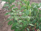 黃楊供應商——搶手的北海道黃楊推薦