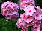 山東哪家福祿考基地規(guī)模大 宿根花卉種植基地