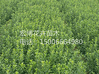 紅帽月季價格，廠家直銷八寶月季，哪里有賣