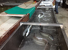 福州鰻魚苗——價位合理的日本鰻養殖就在錦興花鰻