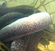 成活率高的新花鰻魚苗——選購福建鰻魚苗養(yǎng)殖錦興花鰻