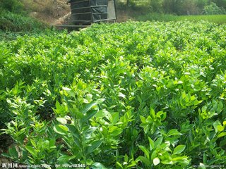 深圳進口茶葉報關(guān)需要哪些單證原始圖片2