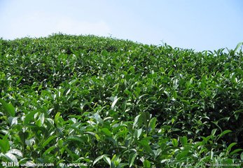 專業(yè)代理茶葉進(jìn)口報(bào)關(guān)公司原始圖片2