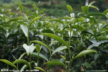 專業(yè)代理茶葉進(jìn)口報(bào)關(guān)公司原始圖片3
