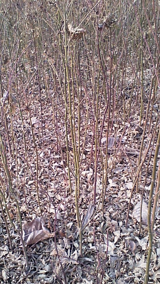 山东青枫苗种植基地/临沂兴朋苗木